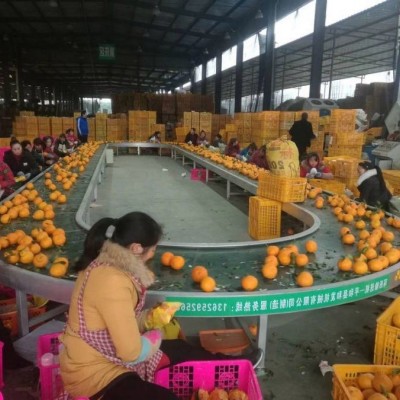 不銹鋼環(huán)形傳送機 輸送機設備 食品飲料水果裝箱物流傳送 支持定制