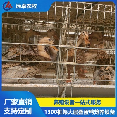 全自動撿蛋蛋雞養(yǎng)雞場設備 安徽宣城四列五層疊蛋鴨籠自動化