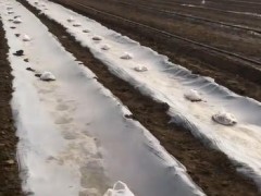 播種覆膜